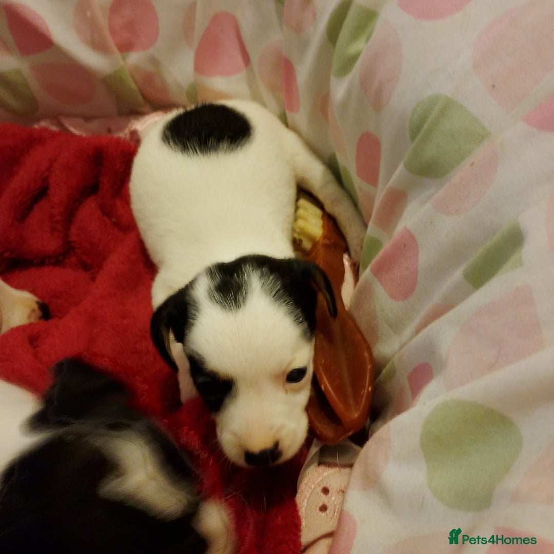Jack Russell dogs for sale: Jack Russells  - Image 12