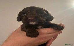 Cocker Spaniel dogs for sale: Gorgeous Health Tested Working Cocker Spaniels - Image 12