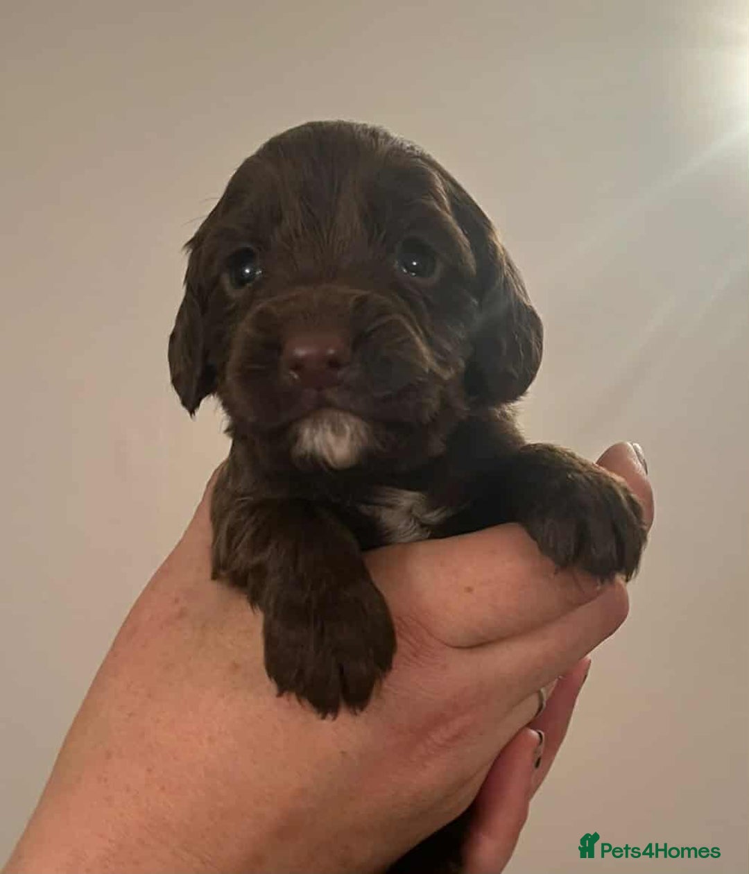 Cocker Spaniel dogs for sale: Gorgeous Health Tested Working Cocker Spaniels - Image 12