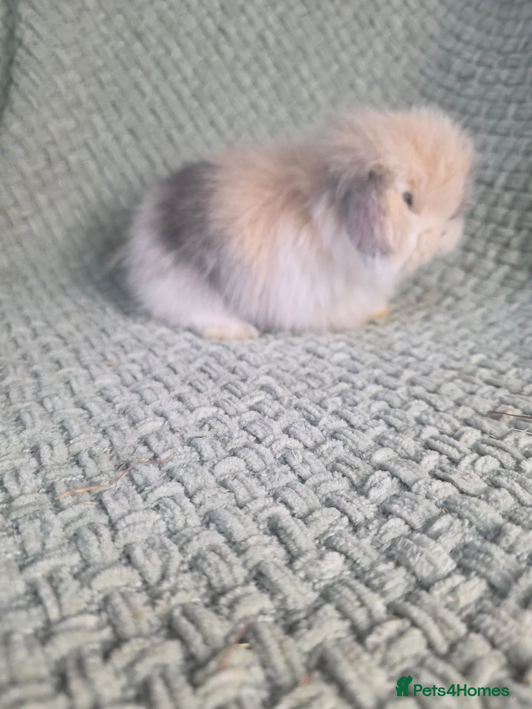 Mini Lop rabbits for sale: Cashmere mini lop buck in Bristol - Advert 5
