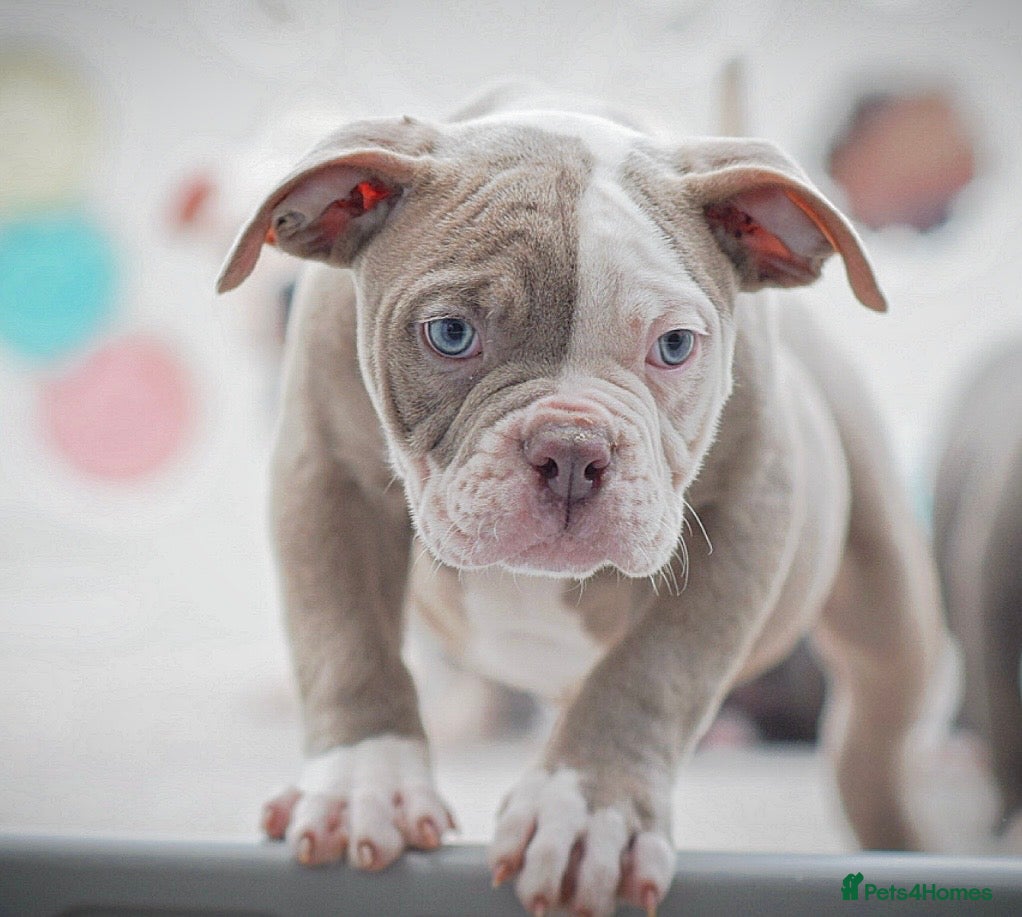 Olde English Bulldogge dogs 23 years experience 5⭐️Rated licensed  - Advert 3