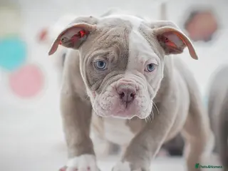 Olde English Bulldogge dogs 23 years experience 5⭐️Rated licensed - Advert 3