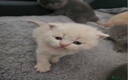 British Shorthair cats for sale: Pretty British shorthair  - Image 9