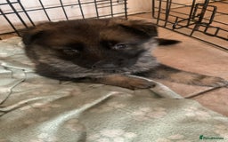 German Shepherd dogs for sale: German shepherd puppies - Image 8
