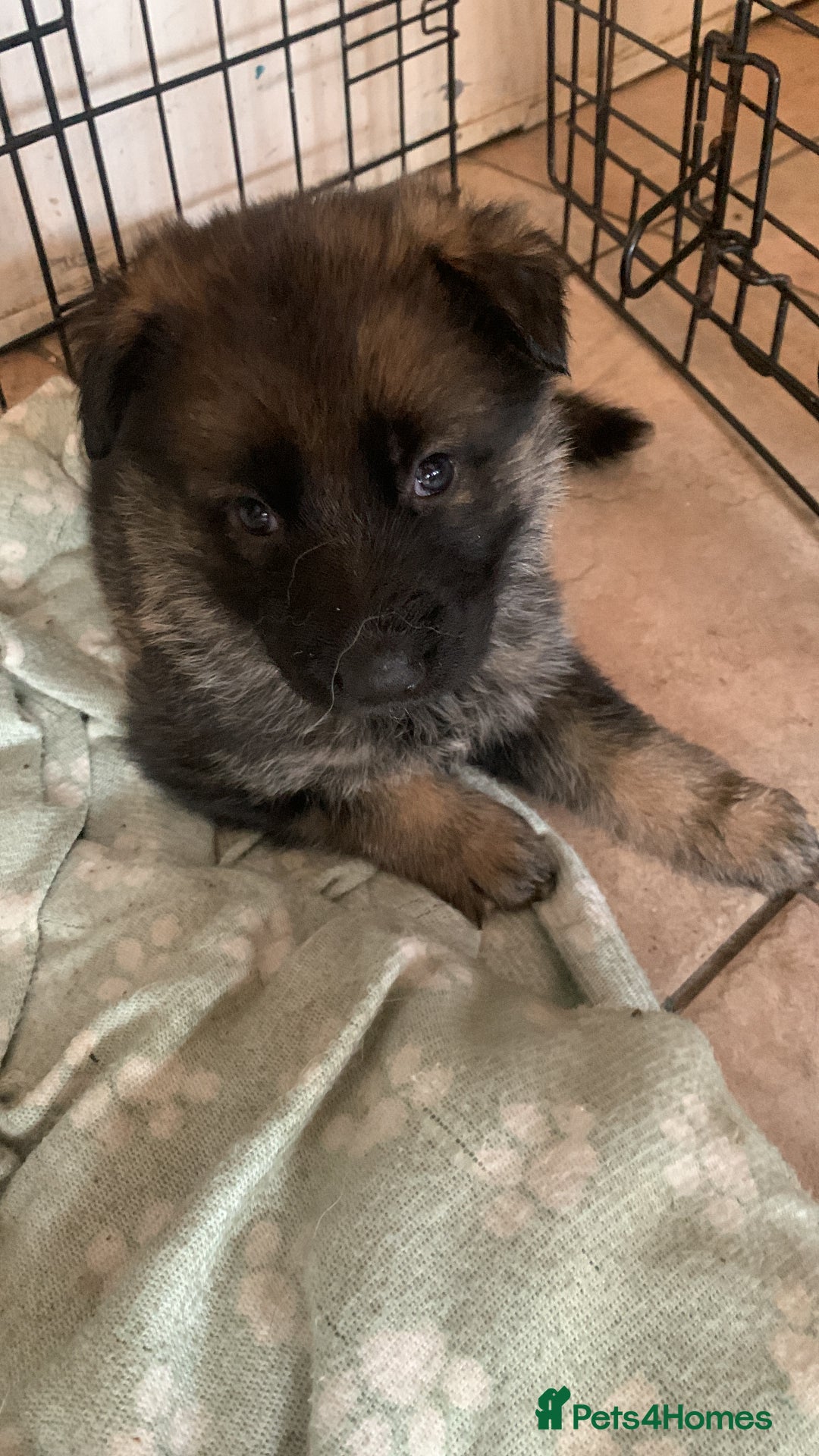 German Shepherd dogs for sale: German shepherd puppies - Image 8