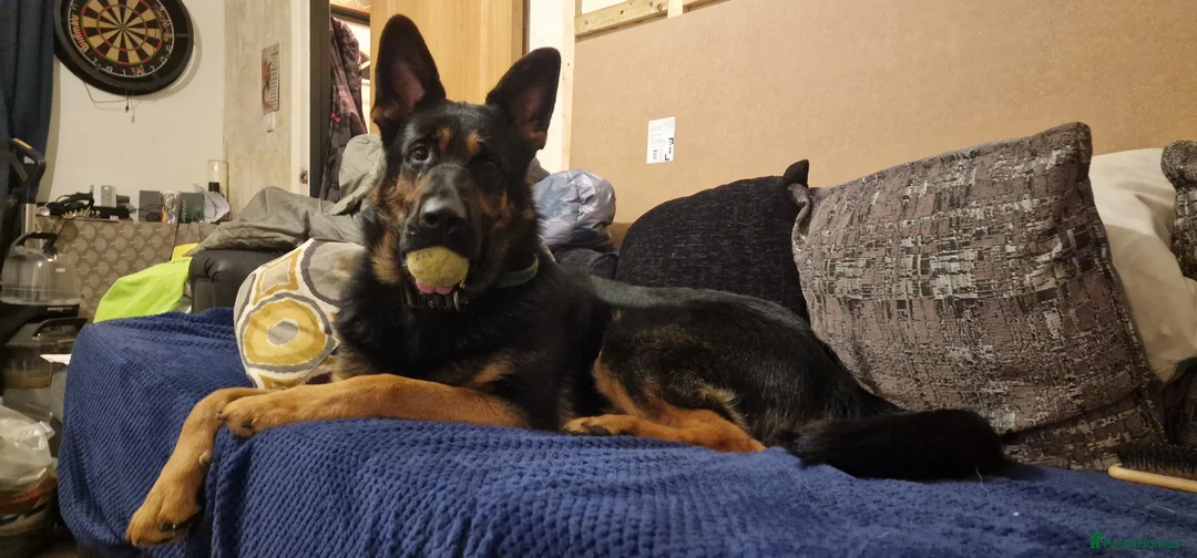 German Shepherd dogs for sale: Nearly 2 german shepherd male - Advert 4