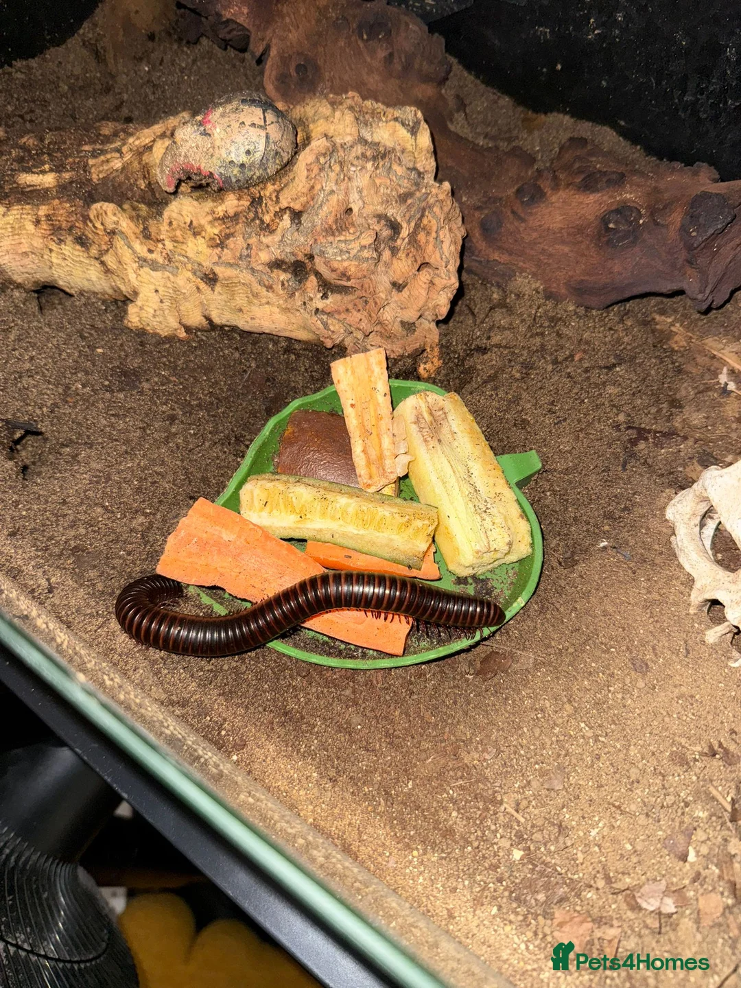 Millipedes invertebrates for sale: 3 giant millipedes and set up for sale  - Advert 1
