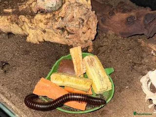 Millipedes invertebrates 3 giant millipedes and set up for sale - Advert 1