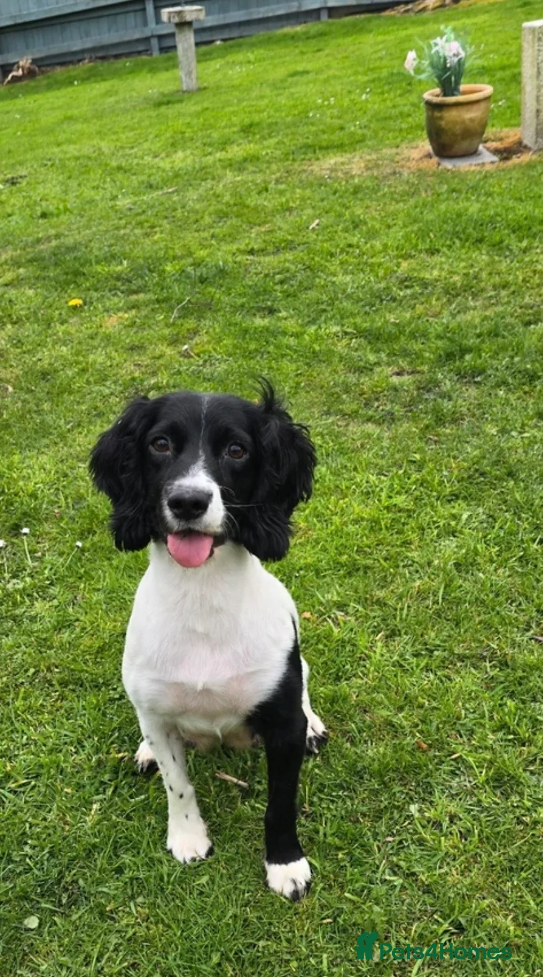 English Springer Spaniel dogs for sale: KC Registered Working Springer Spaniel Puppies - Advert 10