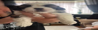 Shih Tzu 5