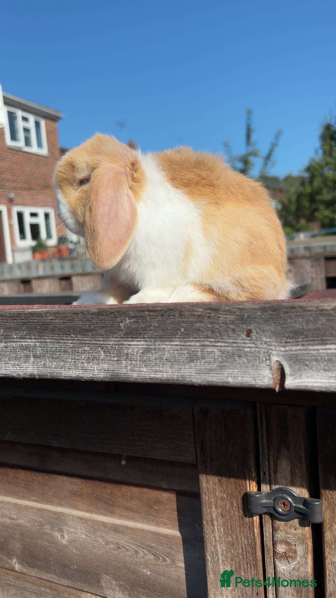 Mini Lop rabbits for sale: Pure Mini Lop Rabbits for sale - Image 2