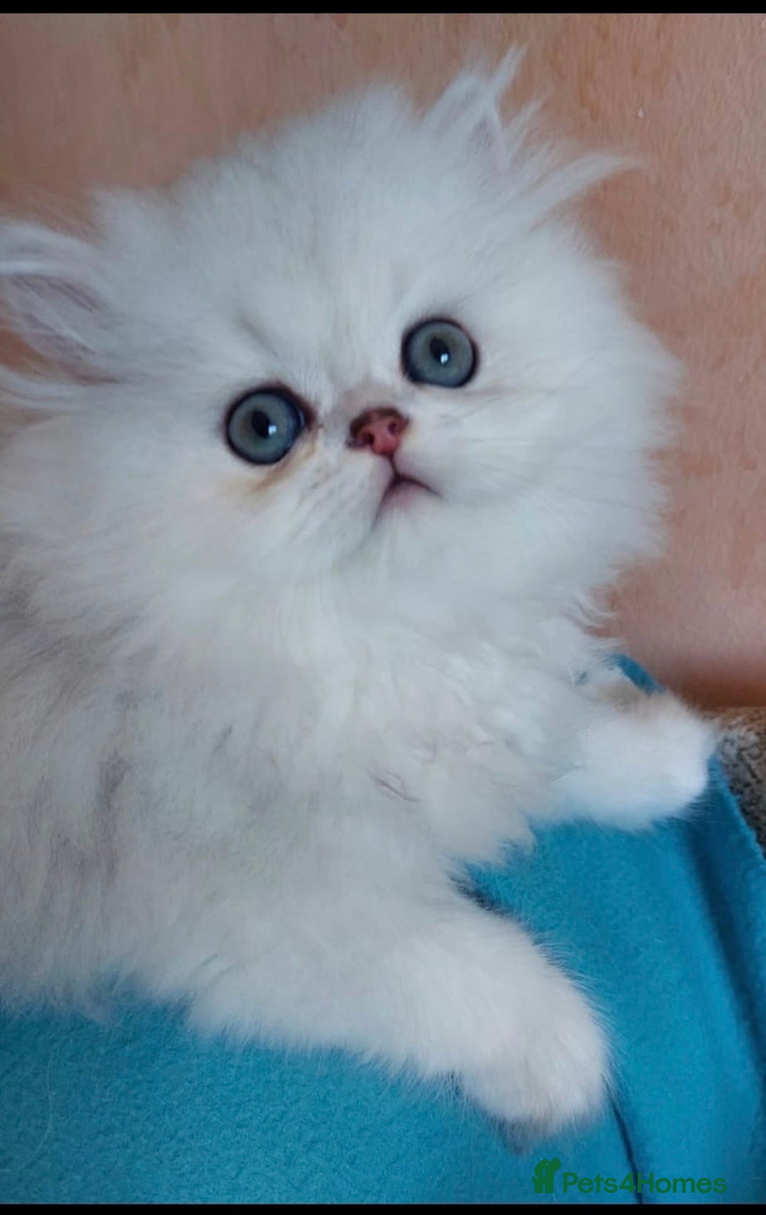 Persian cats for sale: Italian Persian chinchilla kittens♥️🐾 - Image 4