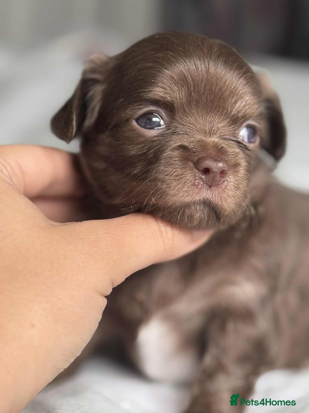 Chihuahua dogs for sale: Chocolate Girl, Blue Boy Longhair Chihuahua  - Image 11