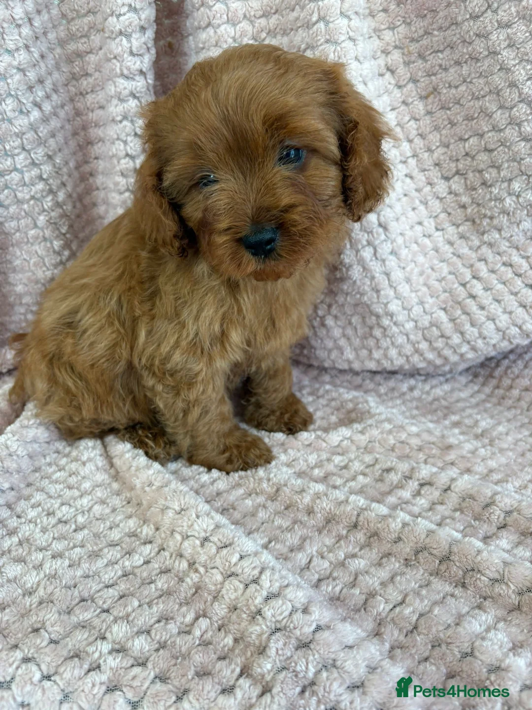 Cavapoo dogs for sale: F1 health tested Cavapoos  - Advert 13