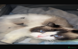 Ragdoll cats for sale: Stunning Ragdoll Boy - Image 16