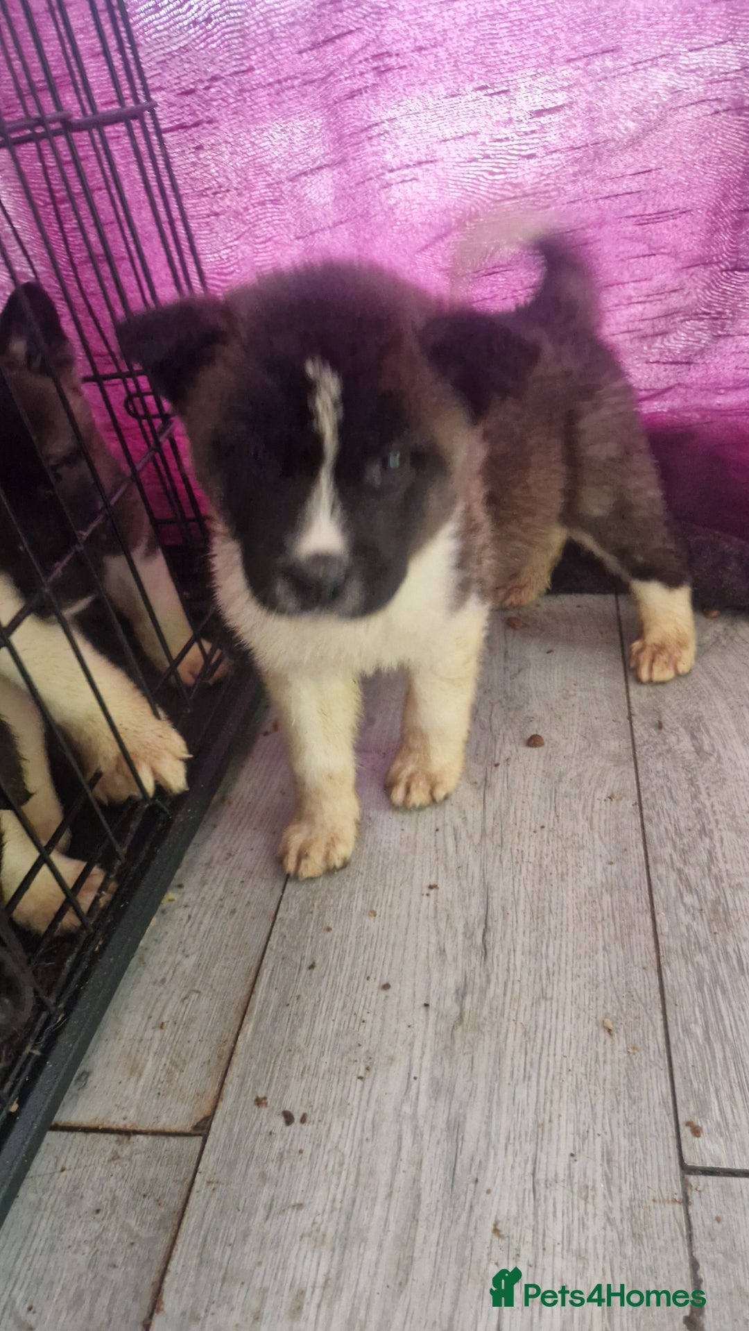 Akita dogs for sale: BEAUTIFUL  AMERICAN AKITAS - Advert 6