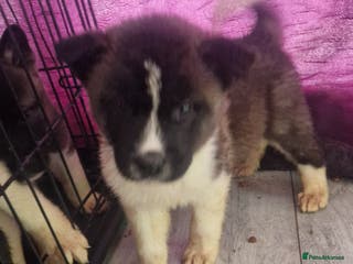 Akita dogs BEAUTIFUL AMERICAN AKITAS - Advert 10