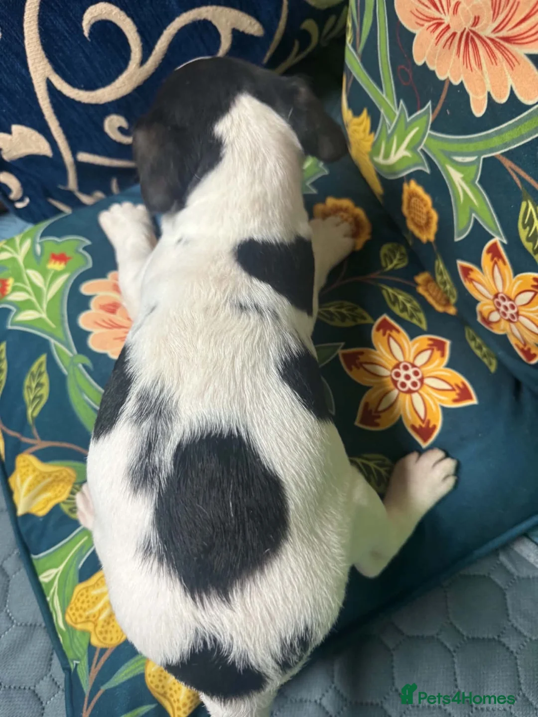 Jack Russell dogs for sale: Jack russel puppies - Advert 12