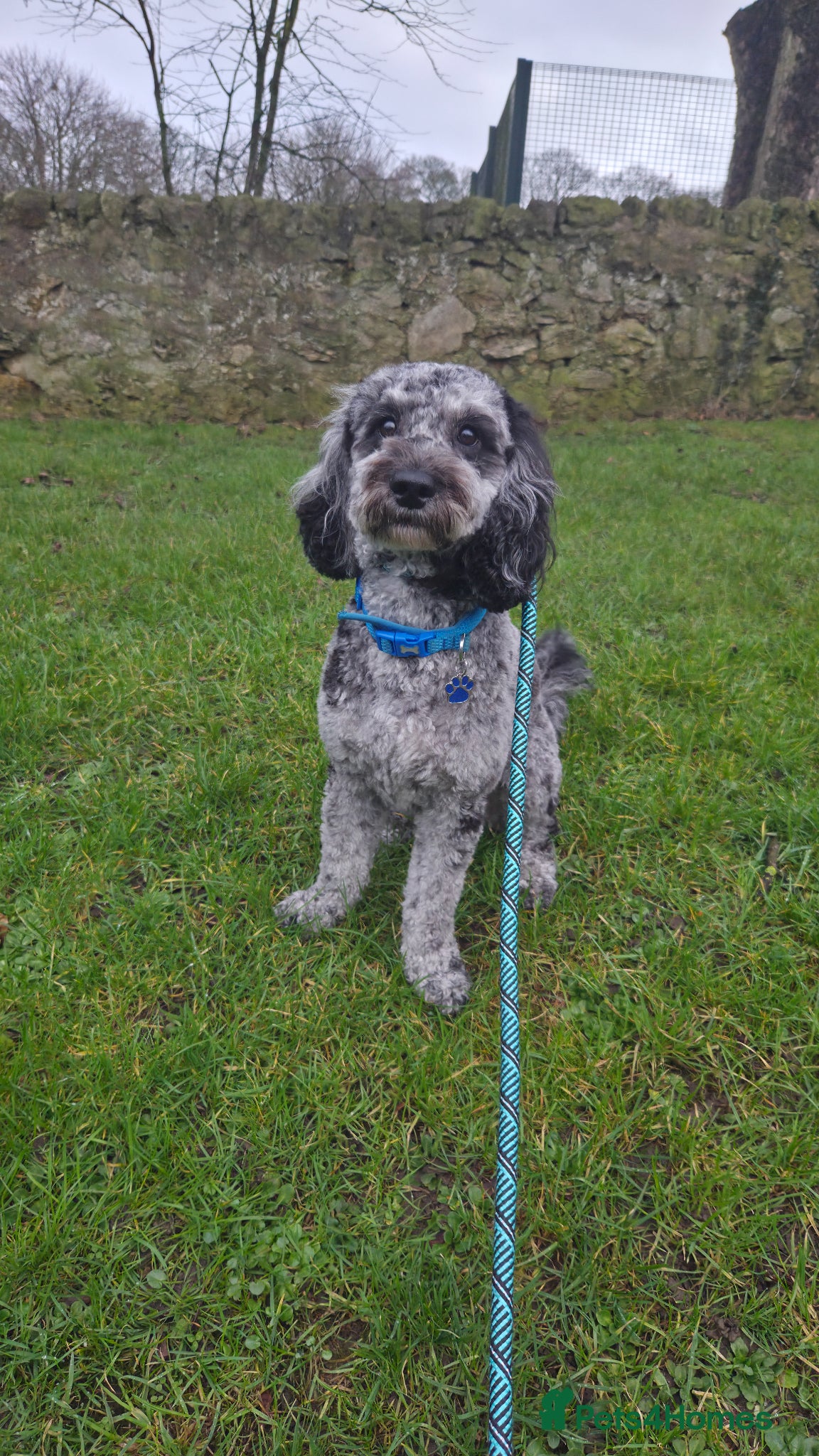 Cockapoo dogs for stud: Handsome Merle for Stud - Advert 6