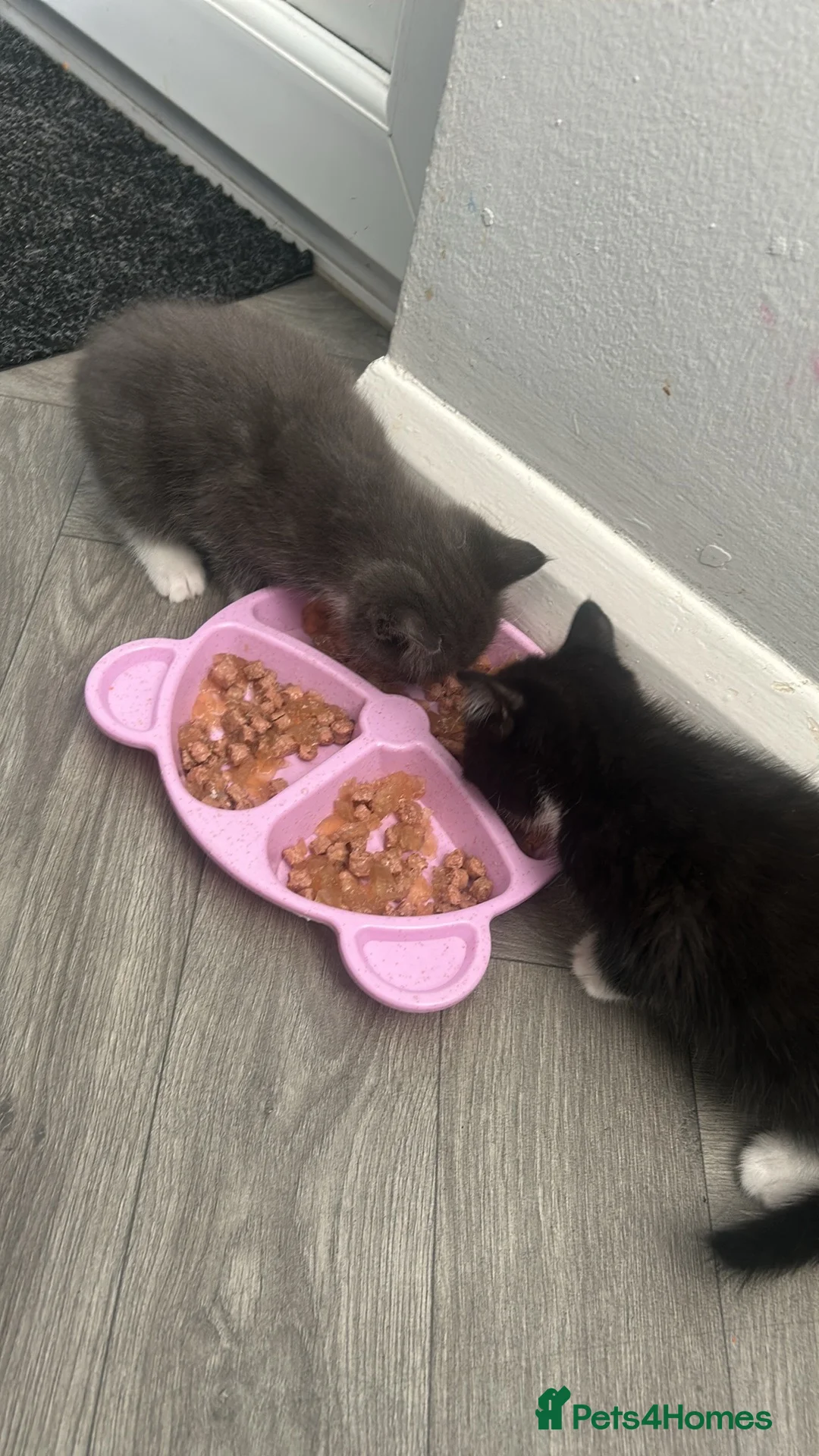 Mixed Breed cats for sale: Female kittens  in Swadlincote - Advert 2