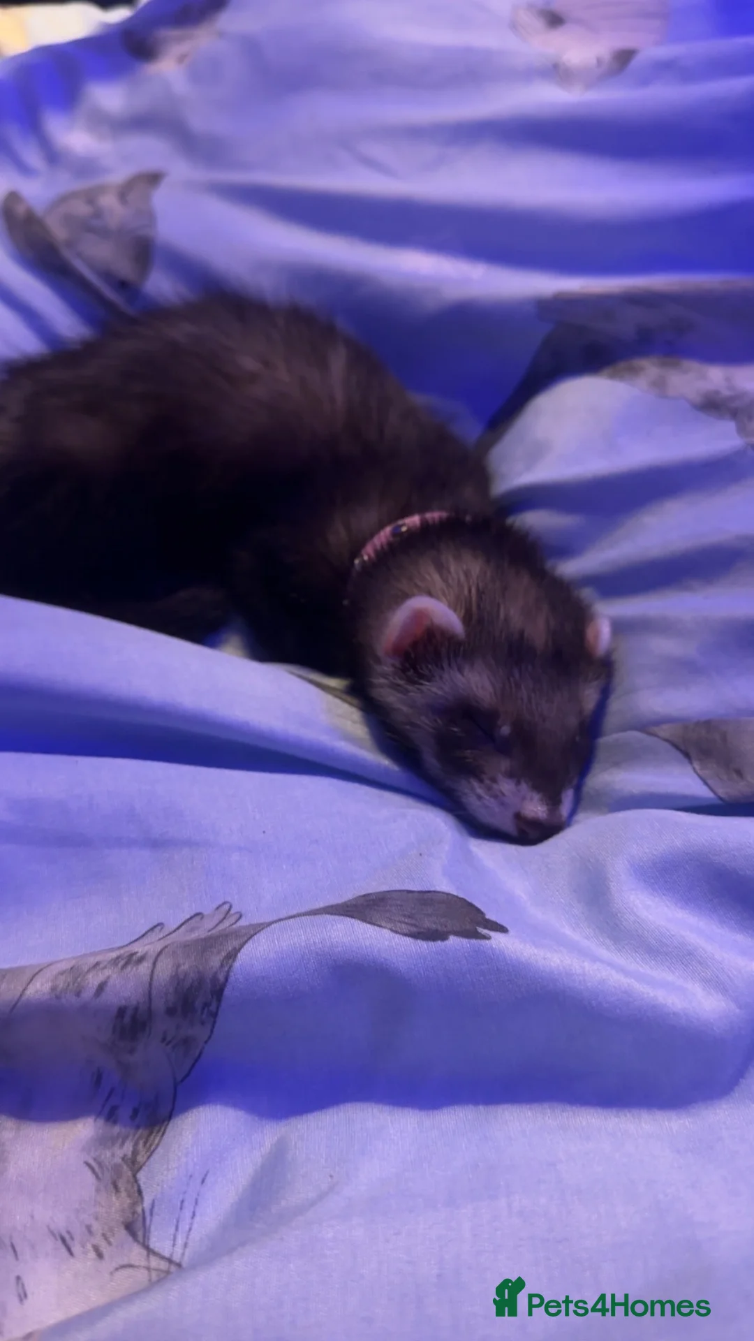 Ferret rodents for sale: 2 ferret for sale in Batley - Advert 2
