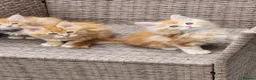 Maine Coon cats for sale: Maine Coon ginger Ready Now!! Absolutely gorgeous! - Advert 9