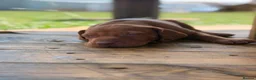 Hungarian Vizsla dogs for sale: Hungarian vizsla - Advert 4