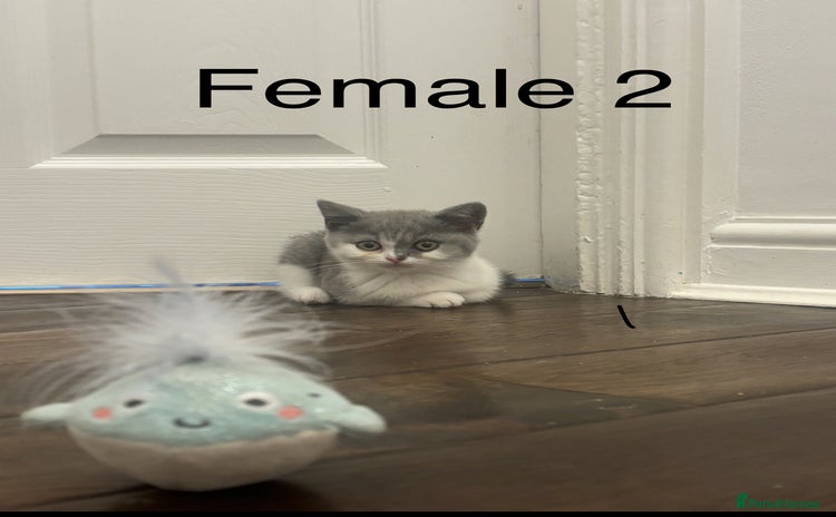 British Shorthair cats - Advert 6