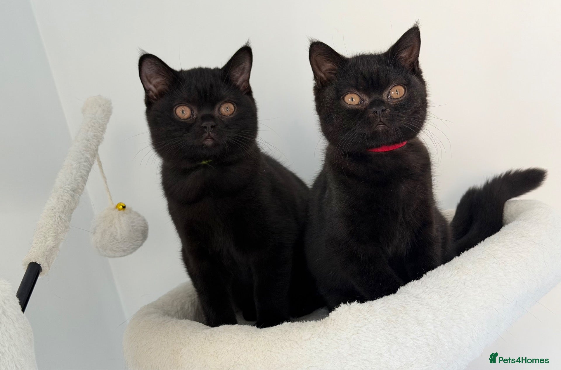 British Shorthair cats GCCF Black/Choc Shade BSH Kitten | Champion  - Advert 1