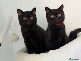 British Shorthair cats GCCF Black/Choc Shade BSH Kitten | Champion - Advert 1