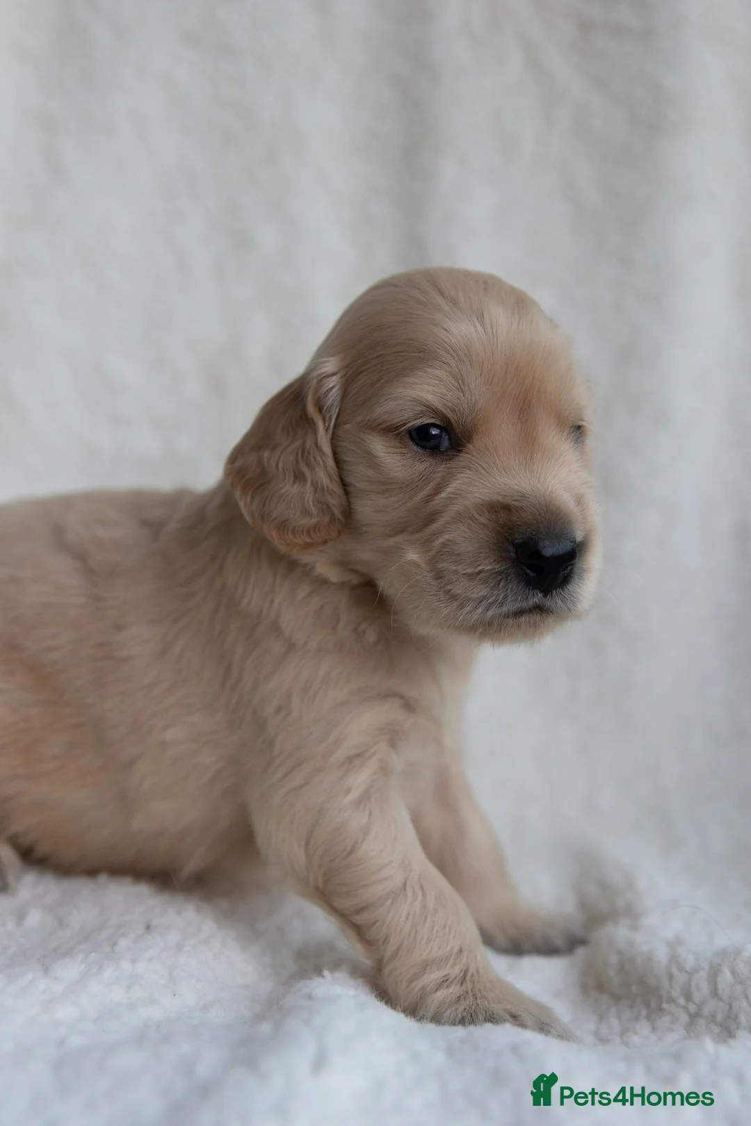 Mixed Breed dogs for sale: Mini Golden retriever ( Dakota sport retriever) - Advert 4