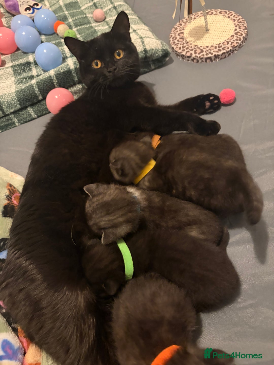 British Shorthair cats for sale: Beautiful British Shorthair Kittens  - Advert 18