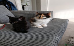 Domestic Shorthair cats for sale: cute mix breed kittens - Image 8