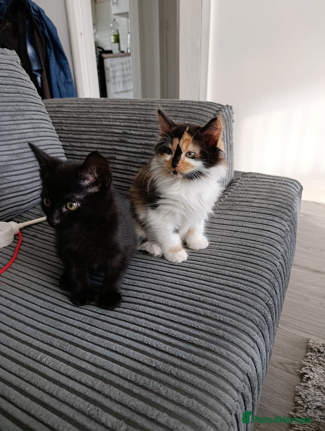 Domestic Shorthair cats for sale: cute mix breed kittens - Image 8