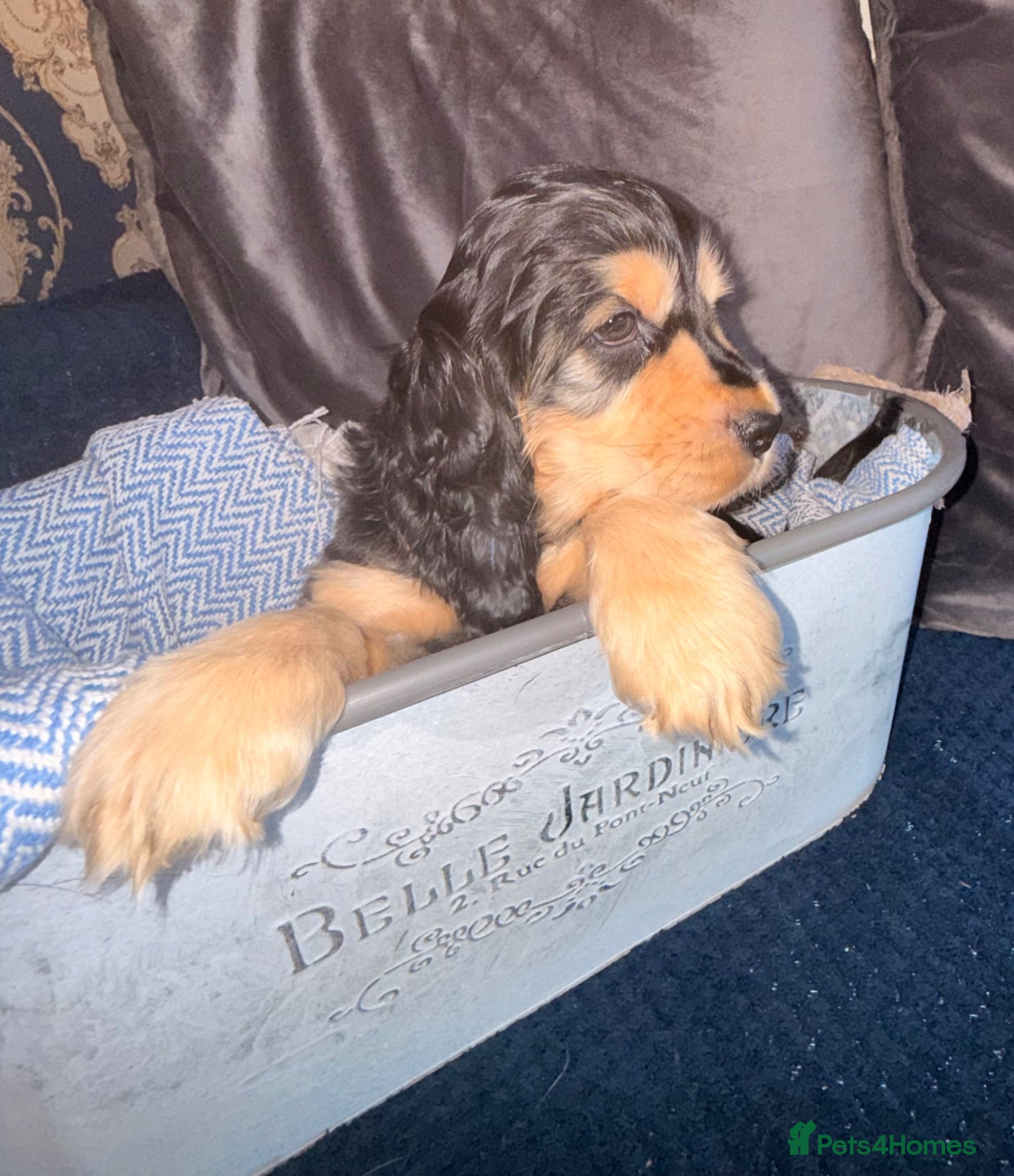 Cocker Spaniel dogs KC registered Black & Tan Sable Boy 🩵 - Advert 2