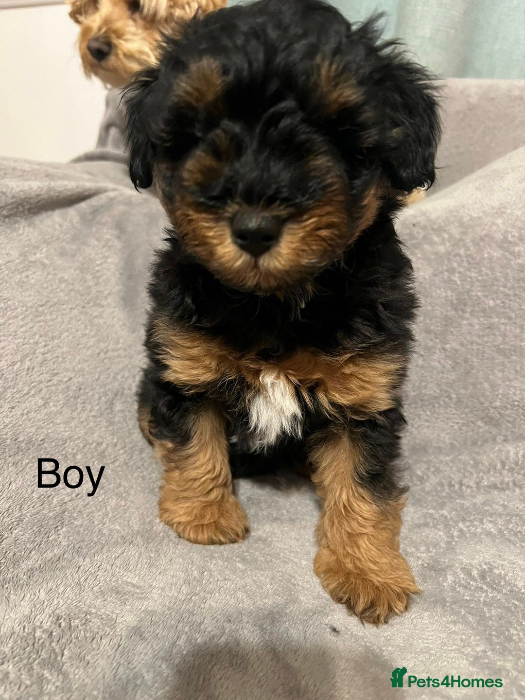 Schnoodle dogs for sale: American Toy Schnoodle Puppies *READY TO GO* - Advert 7