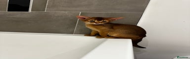 Abyssinian Kitten 1