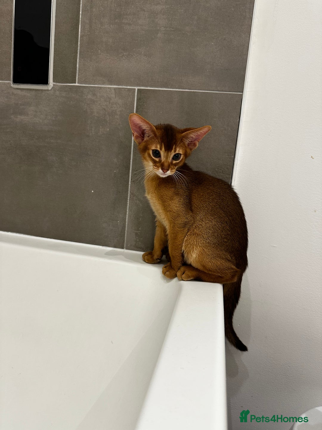 Abyssinian cats for sale: Perfect girl Ready to Go 💝 - Image 8