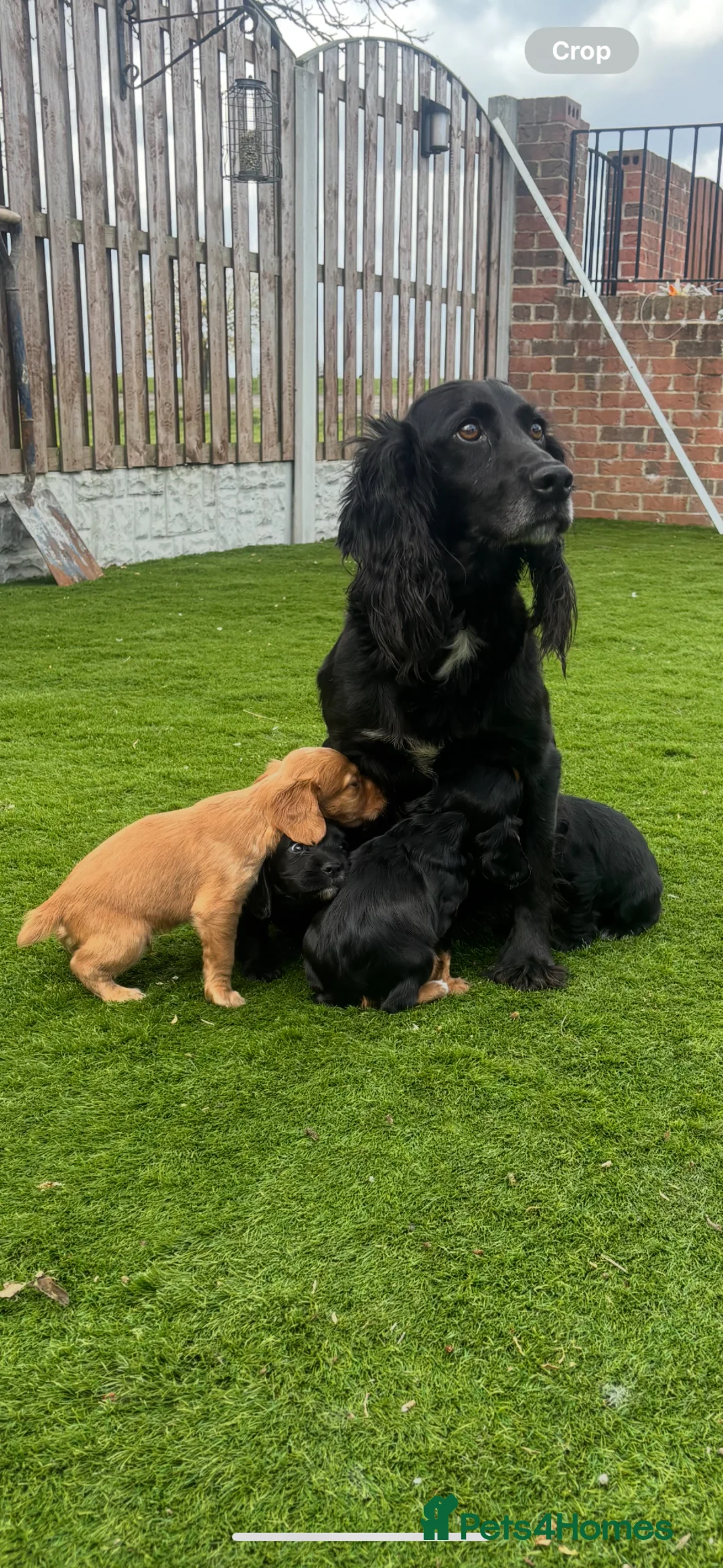 Cocker Spaniel dogs for sale: KC cocker spaniel puppies  - Advert 1