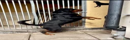 Rottweiler dogs for stud: Romanian Junior Champion Rottguardian Igor - Advert 5