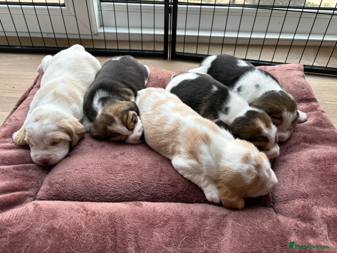 Beagle dogs for sale: KC Registered Beagle Puppies - Advert 2