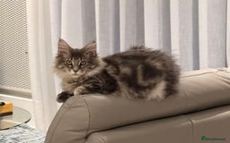 Maine Coon cats for sale: XL Russian Cubs 🇷🇺 ❤️ - Advert 21