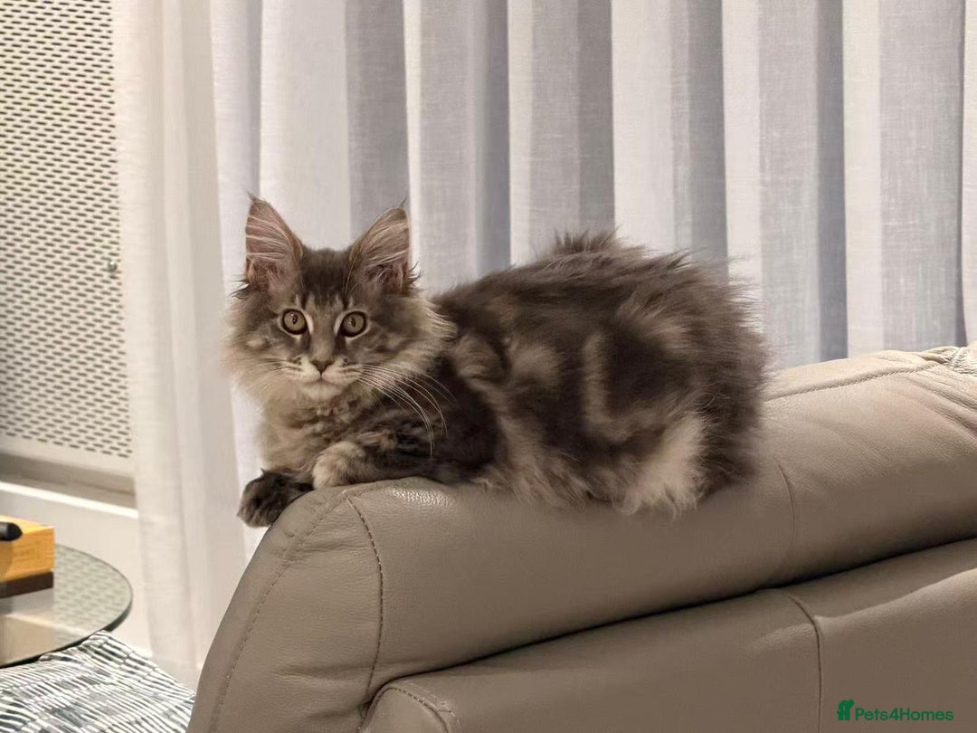 Maine Coon cats for sale: XL Russian Cubs 🇷🇺 ❤️ - Advert 21