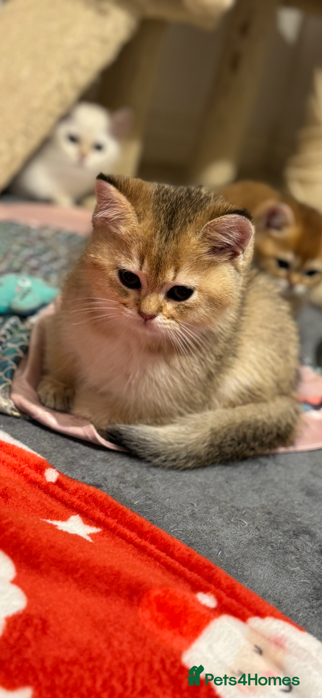 Scottish Fold cats for sale: Scottish pedigree plush kitten last - Advert 7