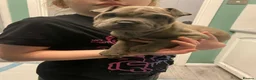 Mixed Breed dogs for sale: LAST PUP remaining Price Drop French pei pups  - Advert 1