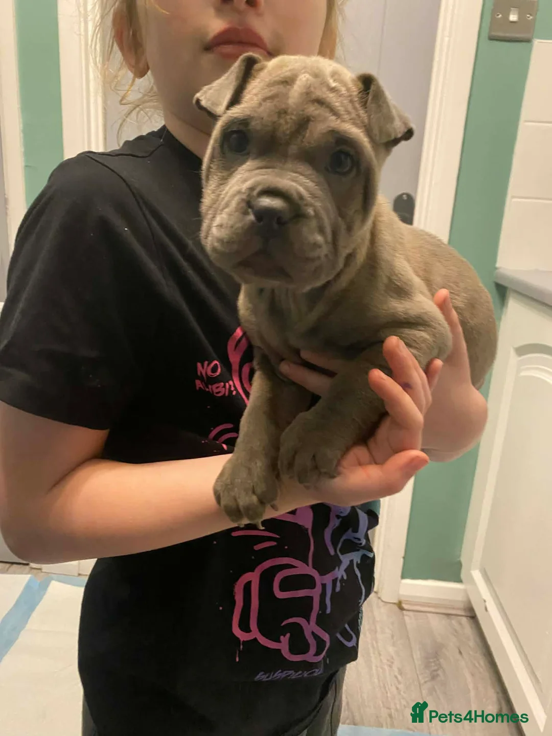 Mixed Breed dogs for sale: LAST PUP remaining Price Drop French pei pups  - Advert 1