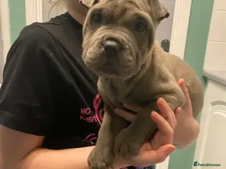 Mixed Breed dogs Price Drop French pei pups - Advert 2