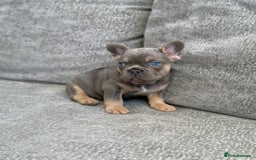 French Bulldog dogs for sale: Kc Registered Quality fluffy Isabella pink 🌟 - Image 4