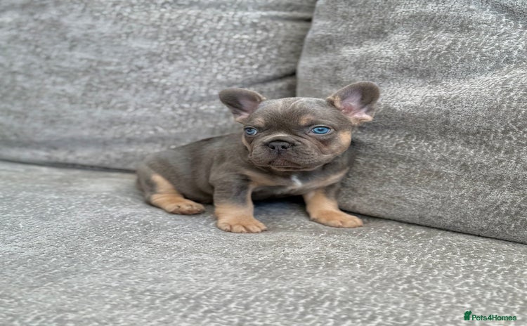 French Bulldog dogs - Advert 11