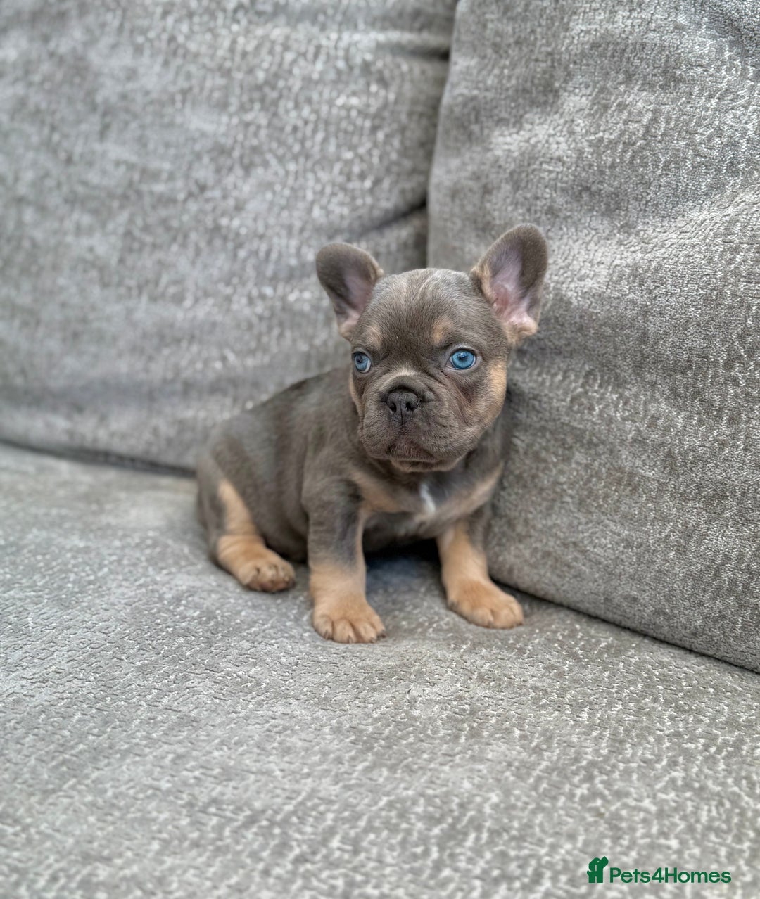 French Bulldog dogs for sale: Kc Registered Quality fluffy Isabella pink 🌟 - Image 4